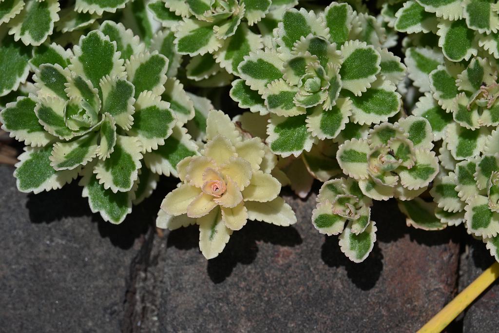 2025-06219118 Tower Hill Botanic Garden, MA.JPG - Sedum Atlantis (Phedimus kamtschaticus 'Nonsitnal'). New England Botanic Garden at Tower Hill, MA, 6-21-2025